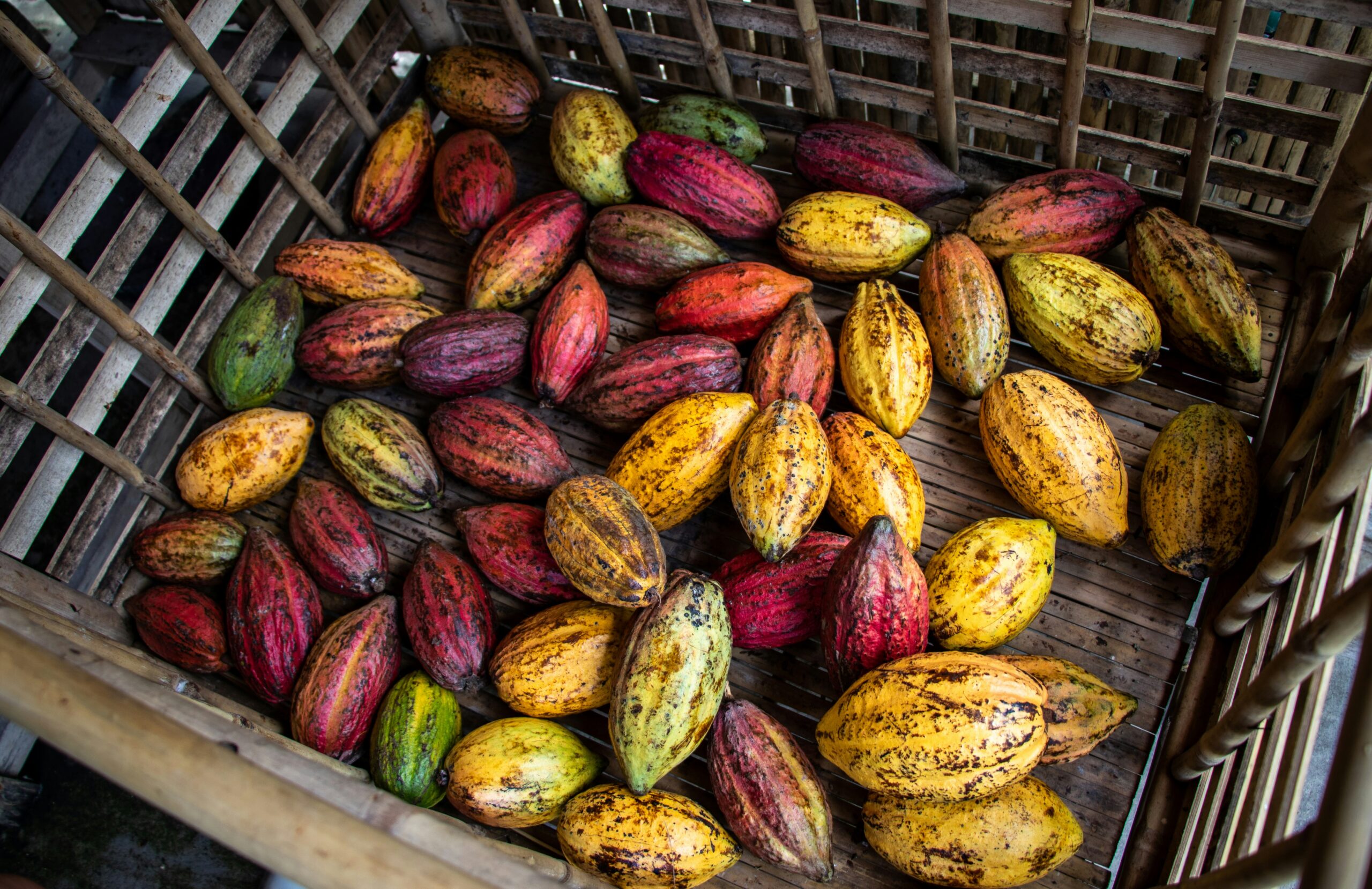 Cocoa Supply & Export